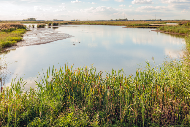 Wandelroutes In Noord Brabant Biesbosch