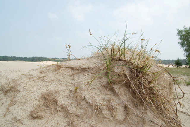 Wandelroute Soesterduinen Lange Duinen Sporen Van Dieren