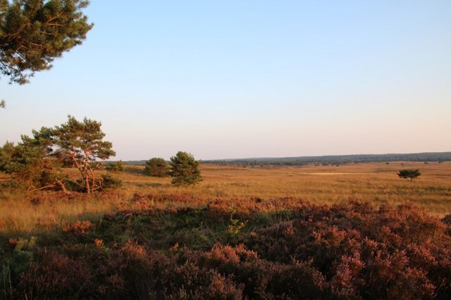 /interhome-nederland