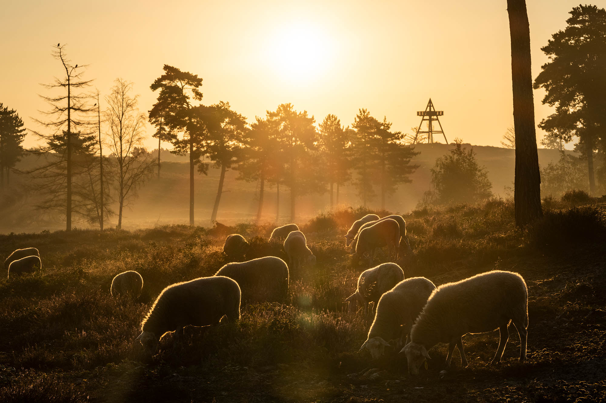 Maasduinen bij zonsopkomst