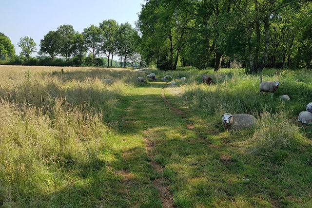 Boswachterspad Groningen Holle Beetse Schapenweide