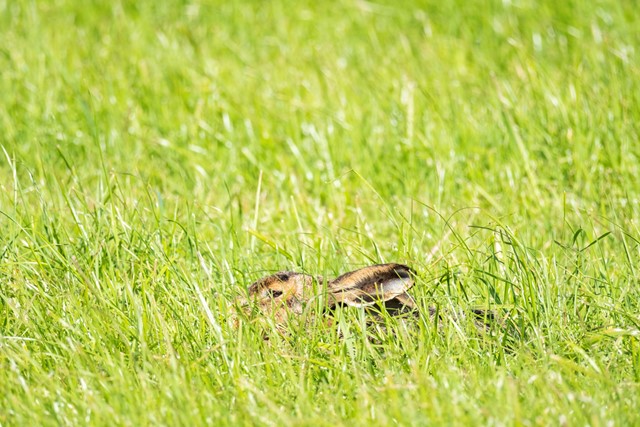 haas verscholen in het gras.