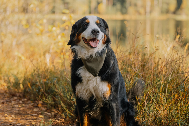 De Mooiste Losloopgebieden Voor Je Hond En Voor Jou Amsterdamse Bos