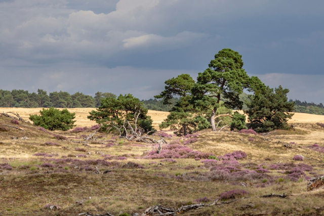 Wandelen Hoge Veluwe 5X De Mooiste Wandelroutes Otterlo