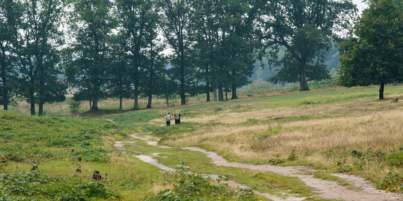 afbeelding van wandelaars op een glooiend pad op de Remmerdense hei.