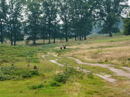 afbeelding van wandelaars op een glooiend pad op de Remmerdense hei.