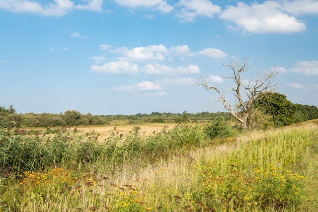 landschap met gras, riet, wolken en een kale boom in de Moerputten.