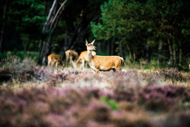 Wandelroute Nationaal Park De Hoge Veluwe Landschappenpad Wildbaan