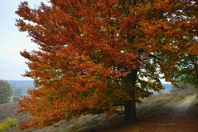 Grote boom in herfstkleuren