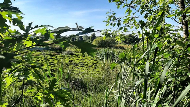 afbeelding van groen gras en mos in het Ooievaarsnest.
