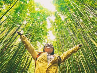 afbeelding van een wandelaar in een bamboebos.