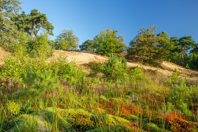 Ravenvennen Bob Luijks (7)