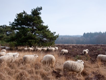 Header | /routes-overijssel
