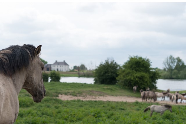 afbeelding van koninkspaarden in de uiterwaarden bij Rhenen.