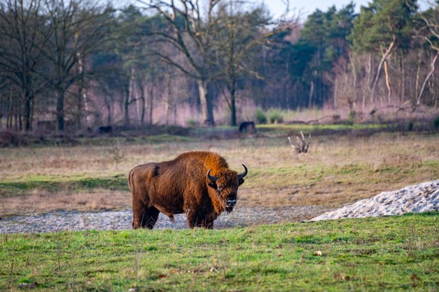 Wisent in De Maashorst.