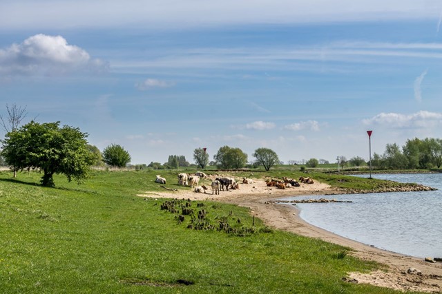 koeien aan de rivier de Nederrijn, liggend op het strand aan het gras.