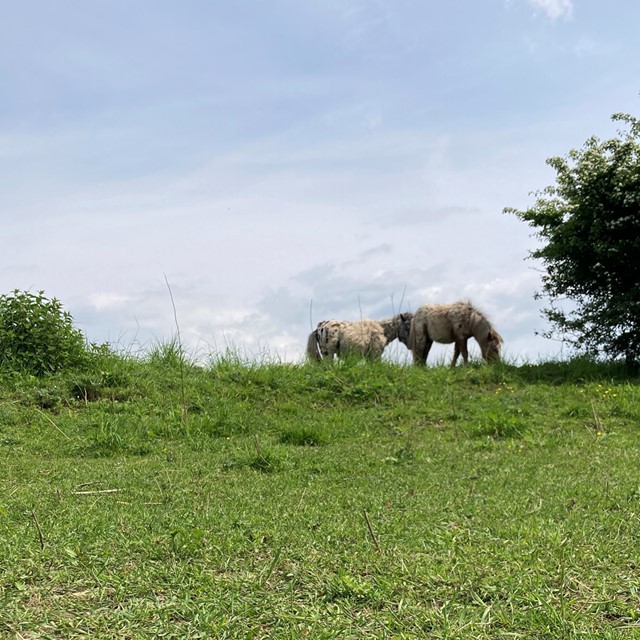 shetlandpony's grazen in het gras.