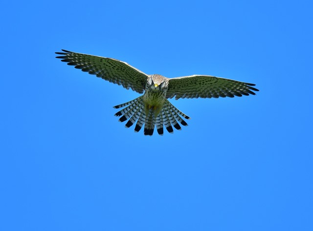Torenvalk