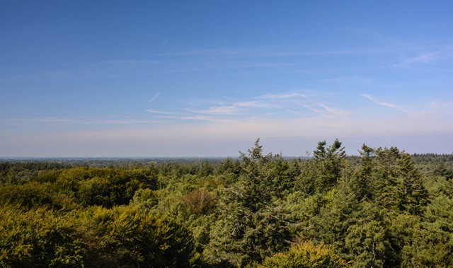 afbeelding van boomtoppen en blauwe lucht, weids uitzicht.