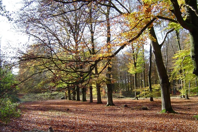 Amerongse Berg. (Foto: © Sjaak Kempe, Flickr)