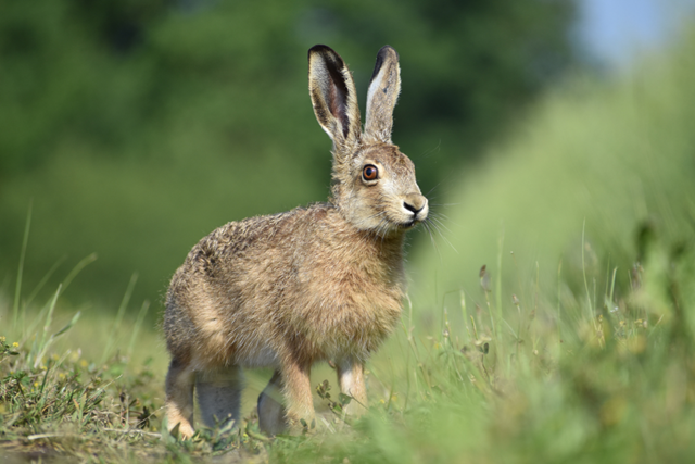 Wandelen In Vlaanderen (België) Oost Vlaanderen 4. Latemse En Kalkense Meersen Stilte En Avontuur