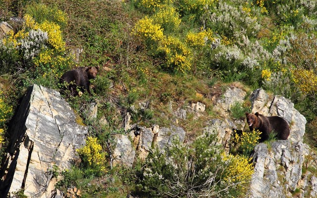 Cantabrische bruine beren in Natuurpark Parque Natural de Fuentes del Narcea