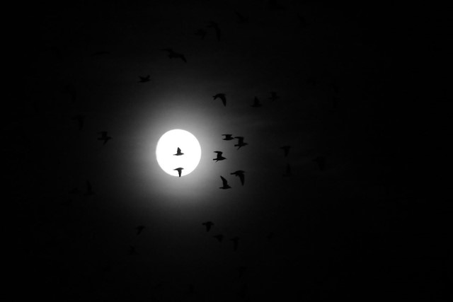 Wandelen in de nacht: een mooie uitdaging: vogels en maan