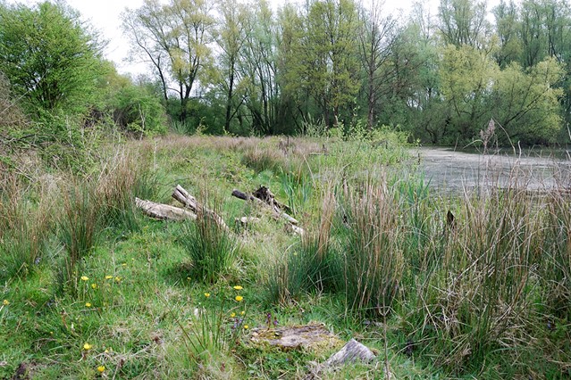 afbeelding van een groen landschap met water in de Tichelgaten.