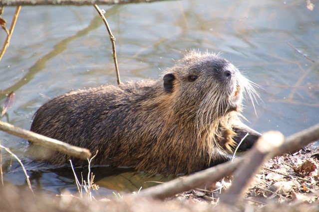 Bever