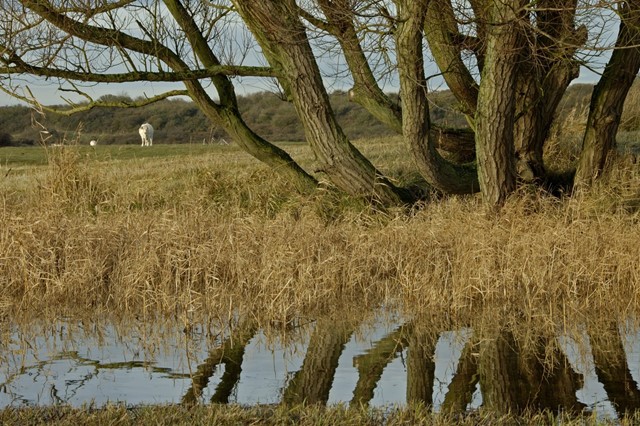 afbeelding van het polderlandschap in de Kwade Hoek.