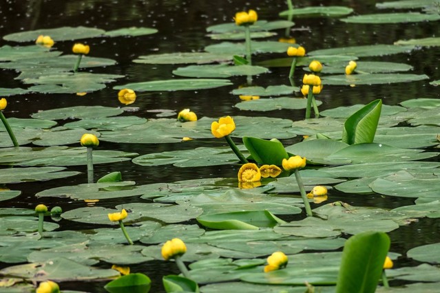 Het Merkse | waterlelies