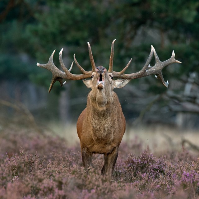 Burlend edelhert op de Hoge Veluwe