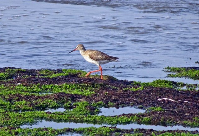 Grutto