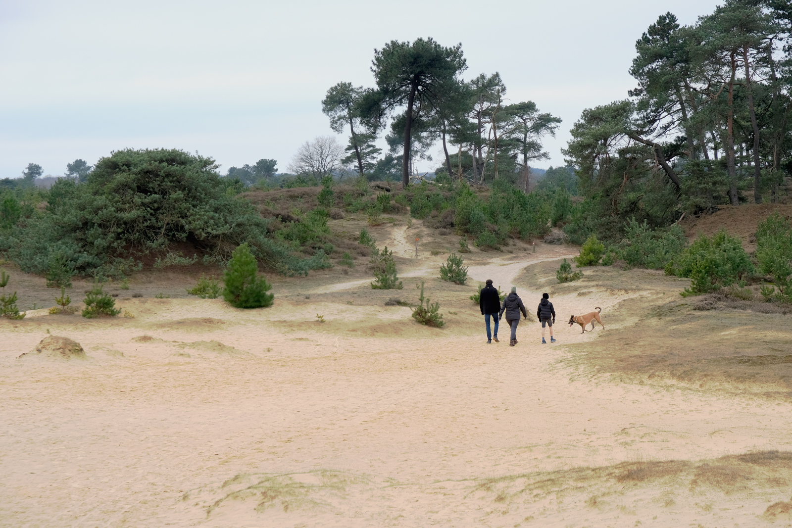 afbeelding van wandelaars met een hond in het stuifzand.