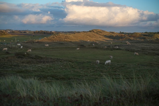 runderen op het gras bij heuvels