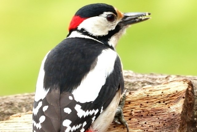 Vogelgeluiden Herkennen Tijdens Je Boswandeling Grote Bonte Specht