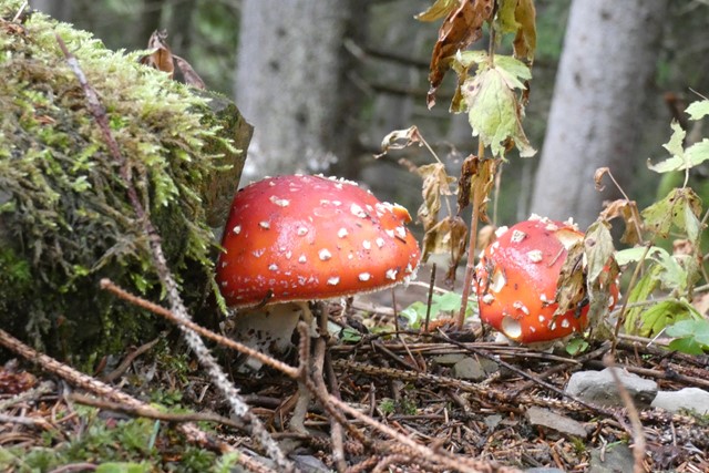 afbeelding van niet eetbare paddenstoelen