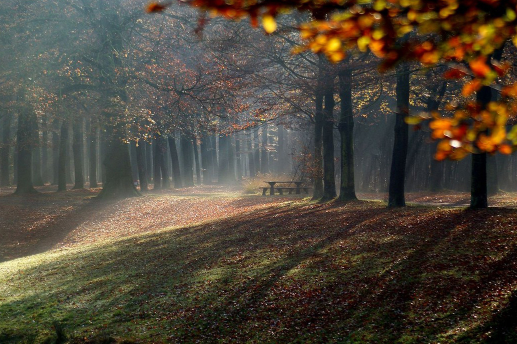 Baarnse Bos Erik Tjallinks Via Flickr