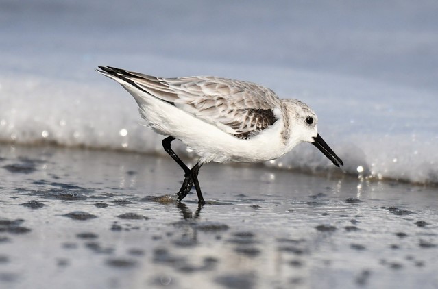 Drieteenstrandlopers
