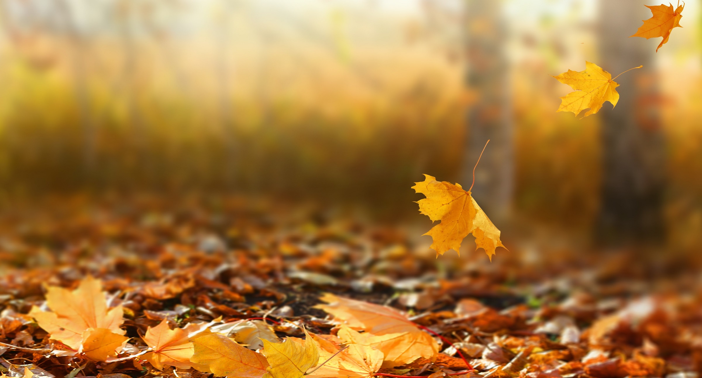 Header | /wandelwereld-hanne-herfstbladeren