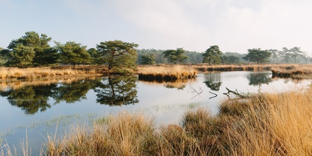 Bergerbos (Afbeelding: © Eelco Roos)