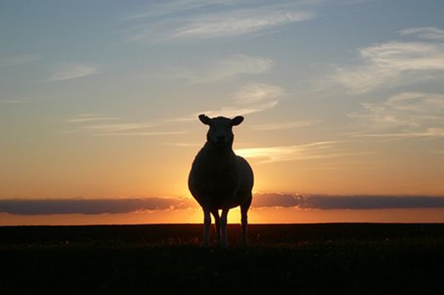 schaap op de dijk bij zonsondergang