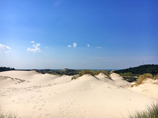 Schoorlse Duinen