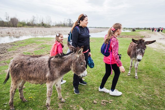 Hier Moet Je Zijn Voor Een Ezelwandeling: Ezels kinderen
