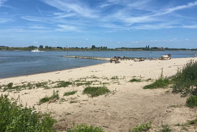 Tussen stad en groen: Streekpad Nijmegen door uiterwaarden