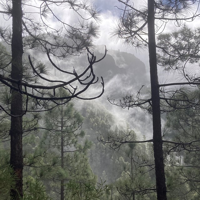 afbeelding van een bos in de bergen, in de wolken.
