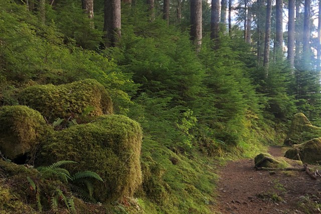 Pacific Crest Trail dit zijn de do's en don'ts: bos
