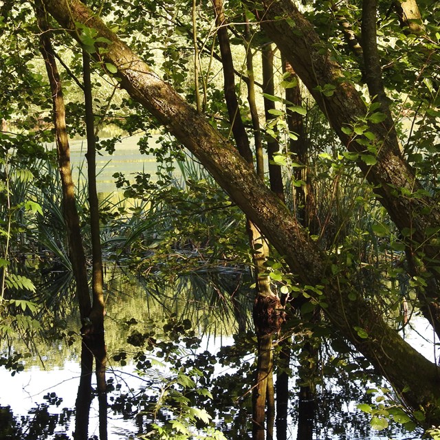 afbeelding van een jungle-bos.