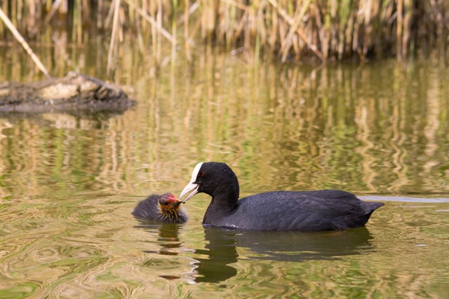 afbeelding van een moeder en baby meerkoet in het water in het Nollebos Vlissingen.