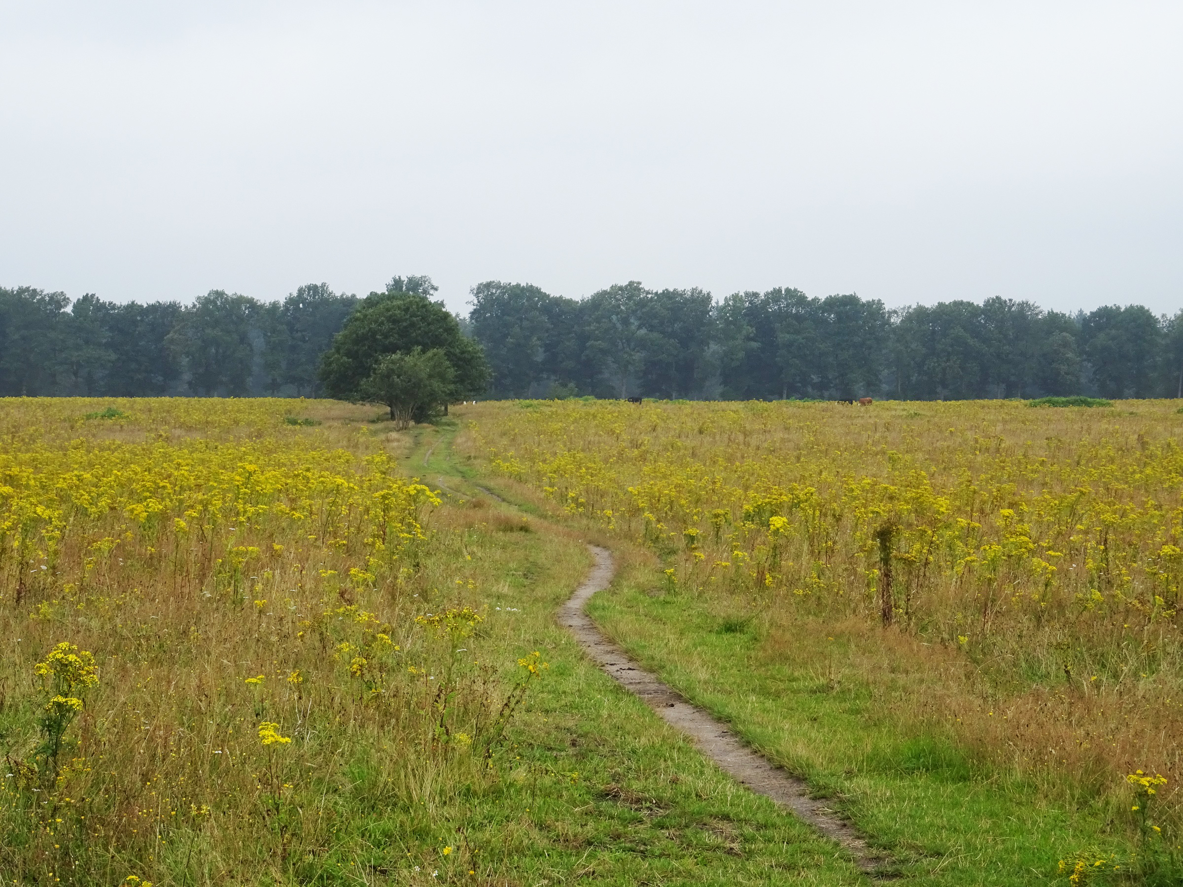 Mooiste wandelgebieden van Nederland
